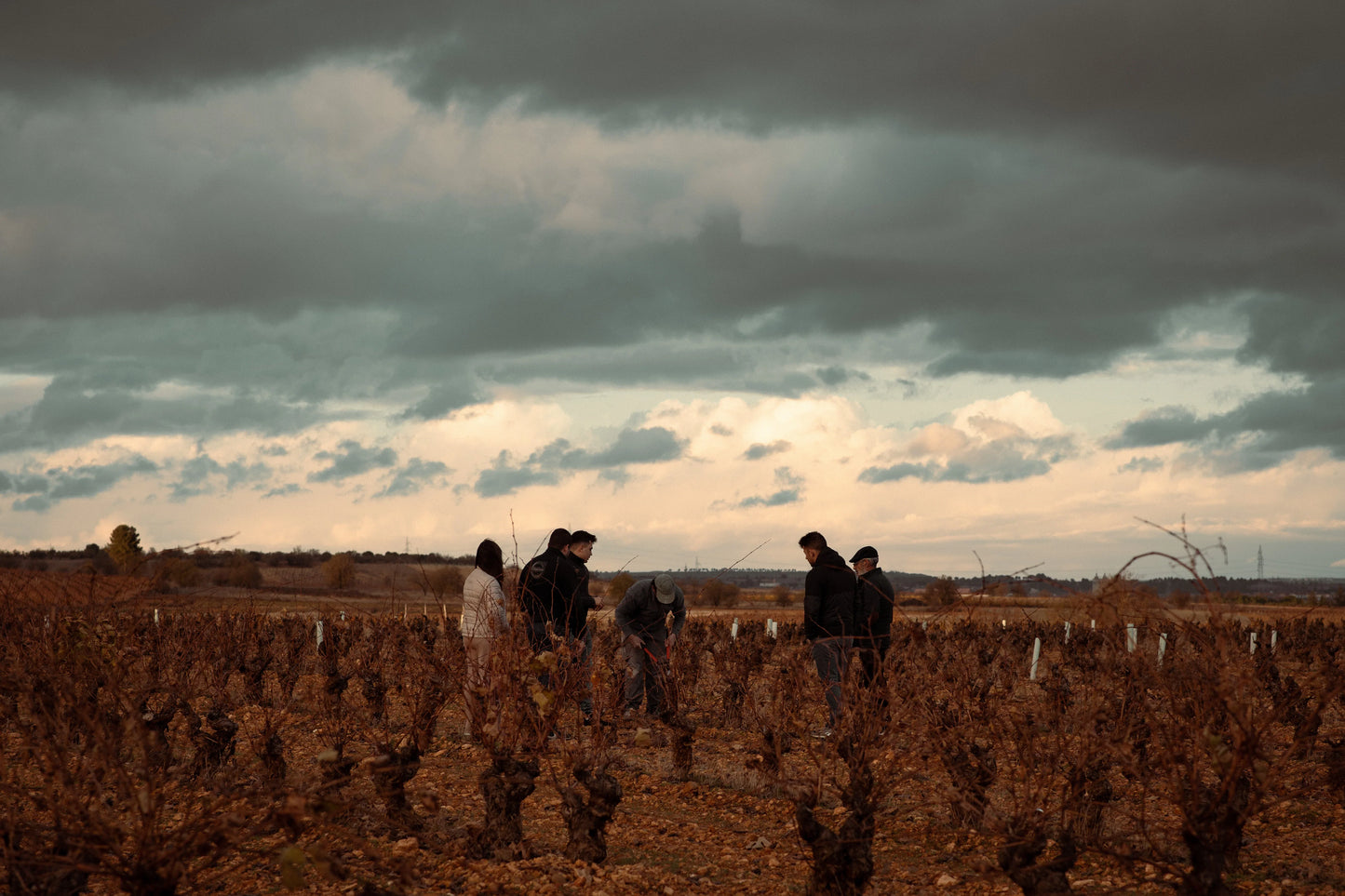 Experiencia de enoturismo entre viñedos de Eme Bodegas en Fuensaldaña con cata de vinos locales