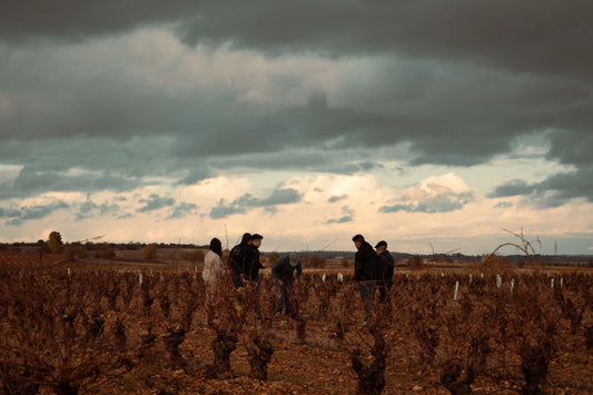 Experiencia de enoturismo entre viñedos de Eme Bodegas en Fuensaldaña con cata de vinos locales